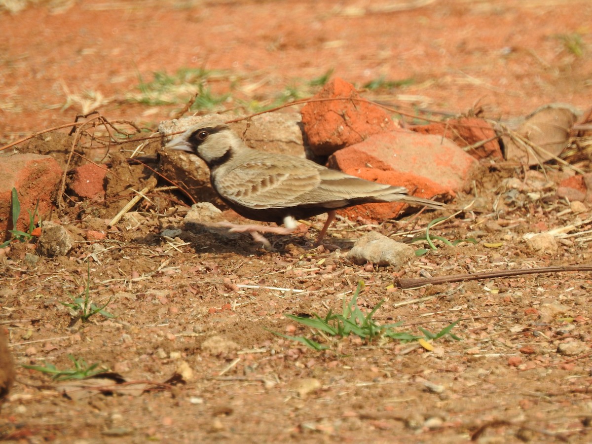 Ashy-crowned Sparrow-Lark - ML614973658
