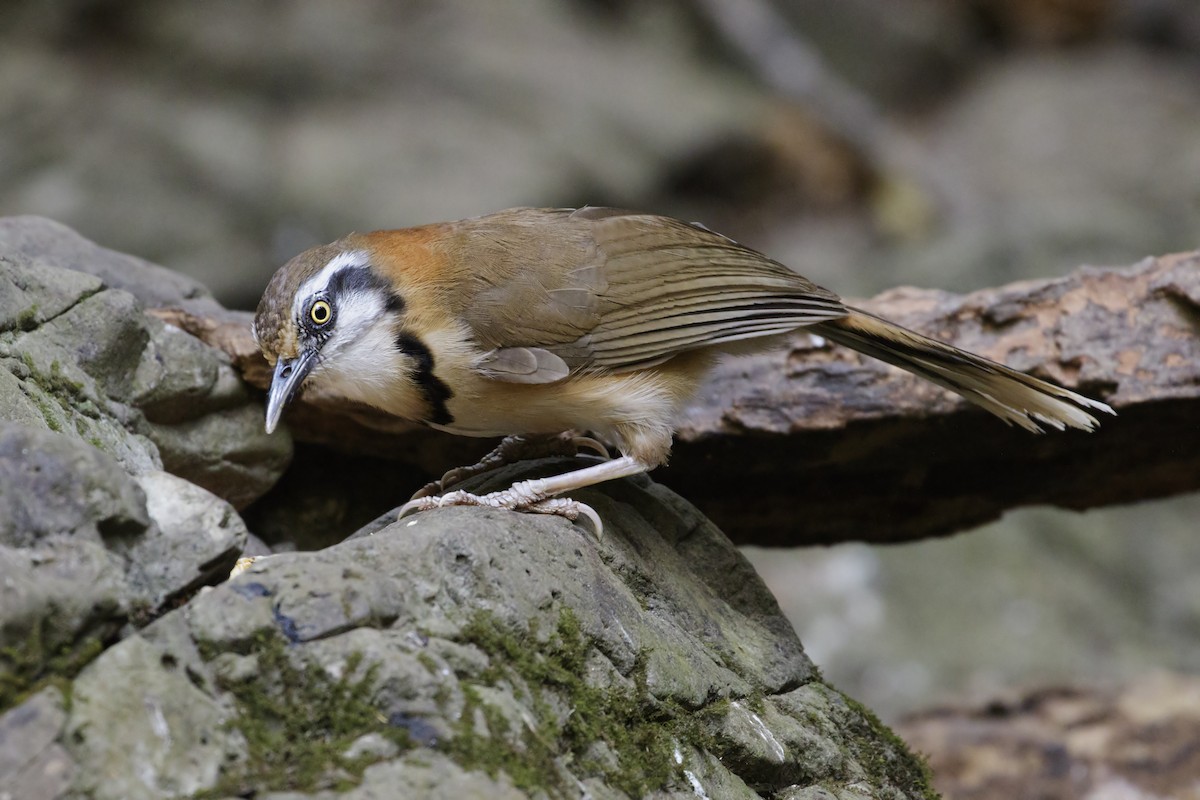 Lesser Necklaced Laughingthrush - ML614973807