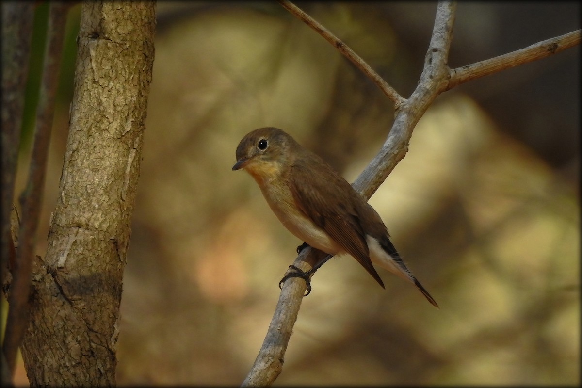 Red-breasted Flycatcher - ML614973828