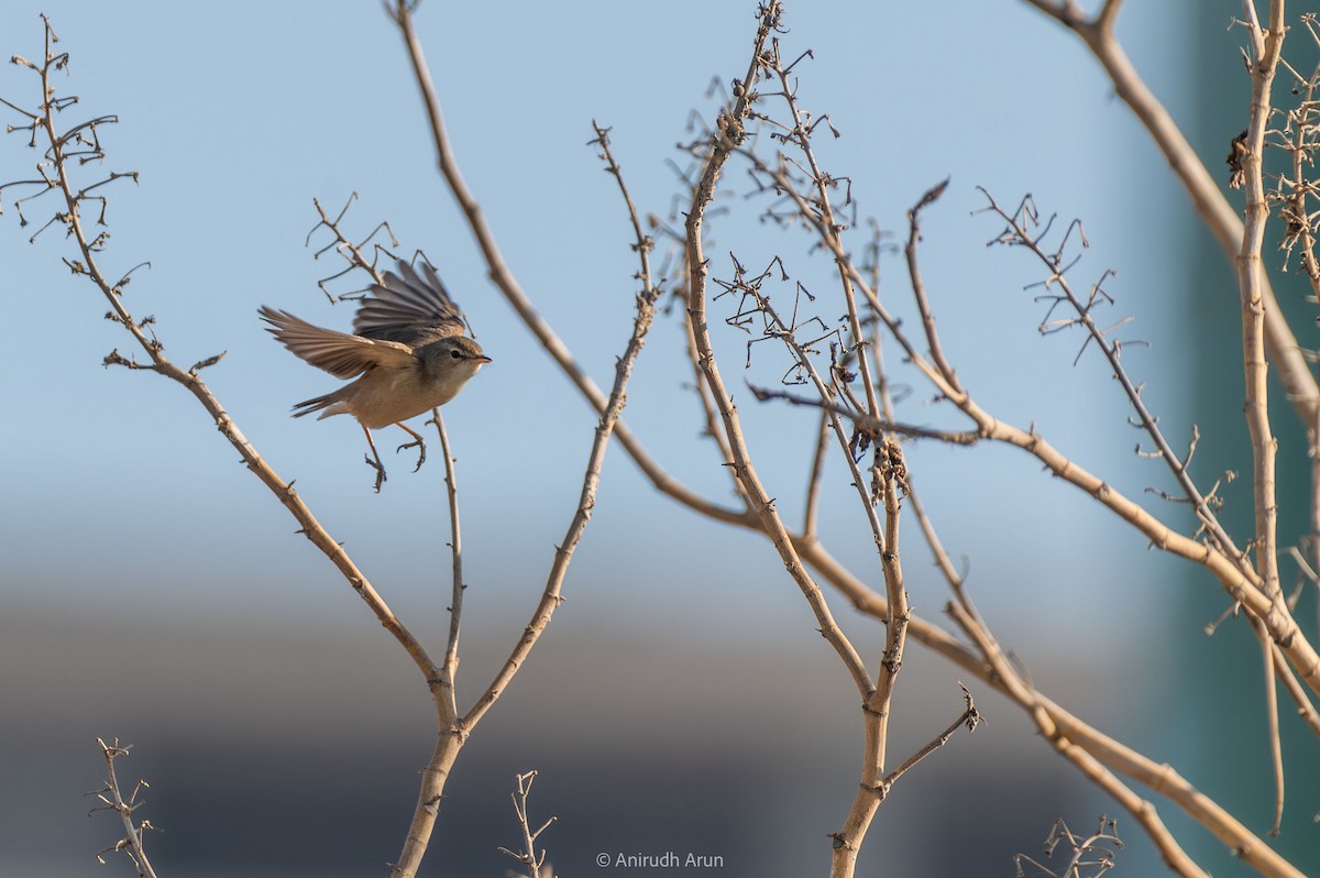 Booted Warbler - ML614973930