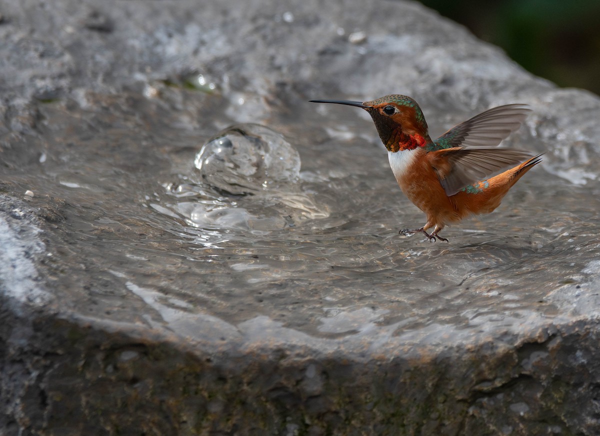 EBird Checklist 17 Feb 2024 Stakeout Broad Billed Hummingbird   1200