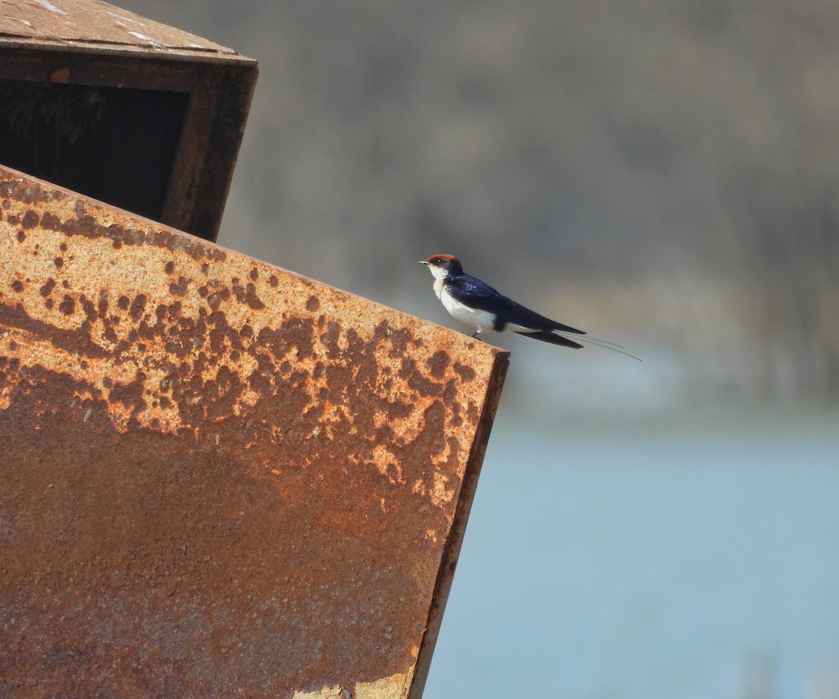 Wire-tailed Swallow - ML614974108