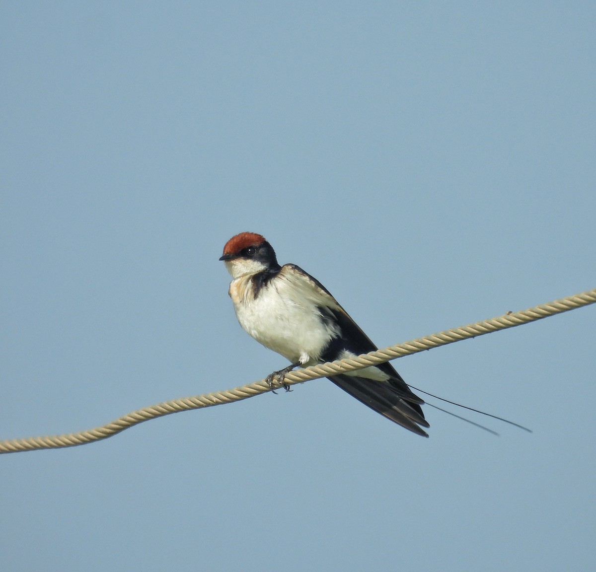 Wire-tailed Swallow - ML614974109
