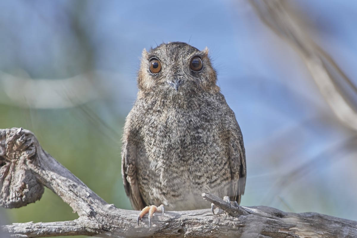 Australian Owlet-nightjar - Bill O’Brien