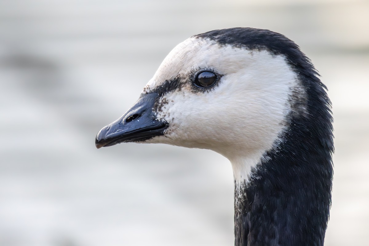 Barnacle Goose - Alexis Lours