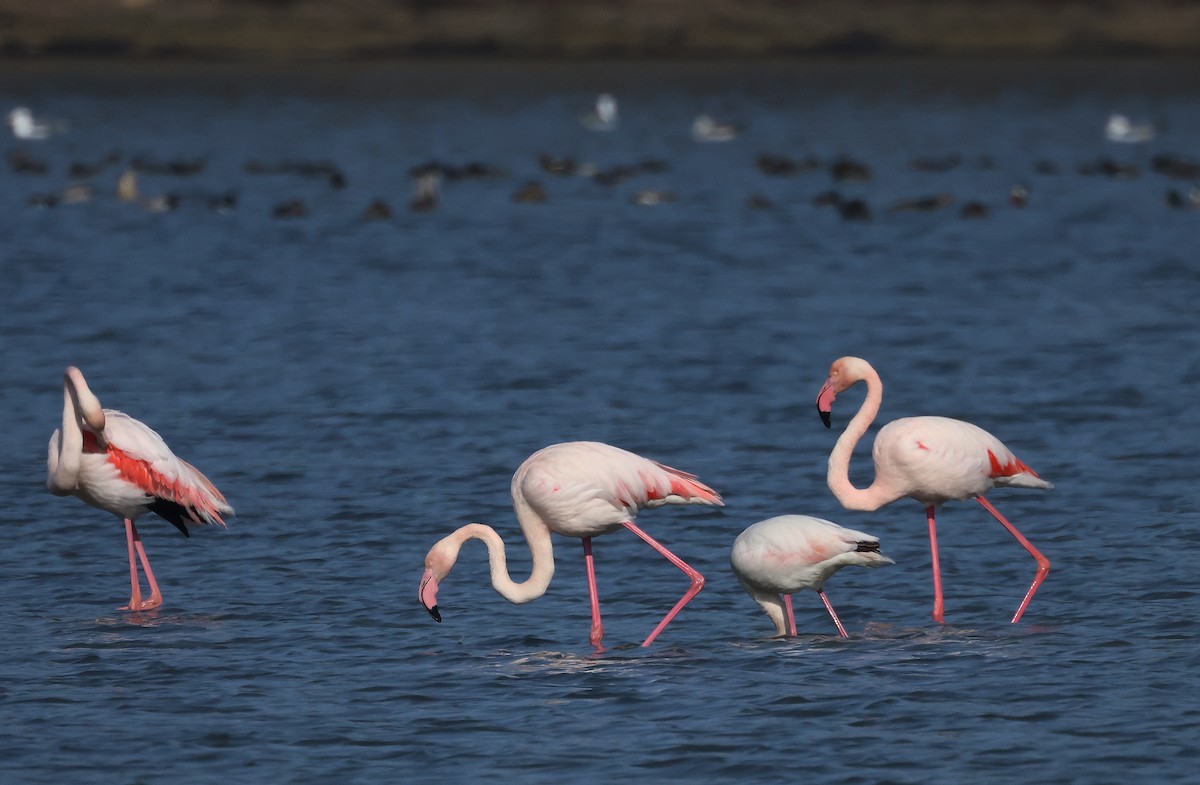 Greater Flamingo - ML614974507