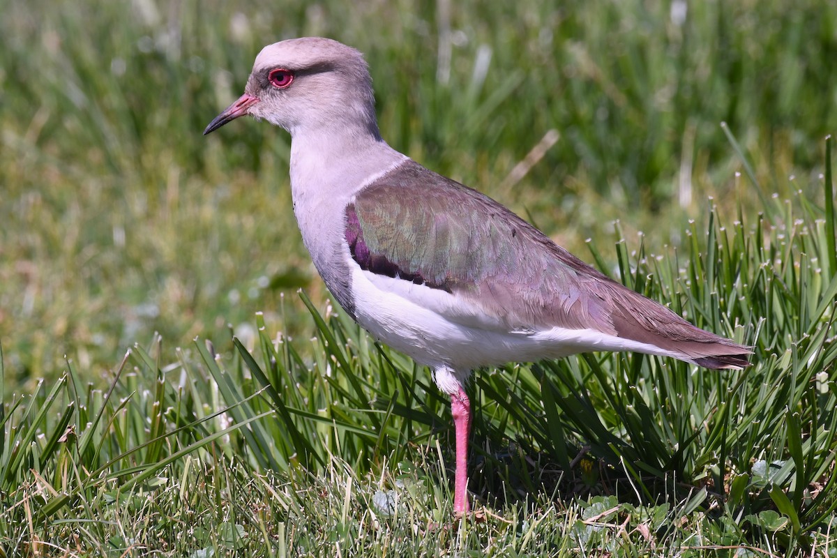 Andean Lapwing - ML614974541