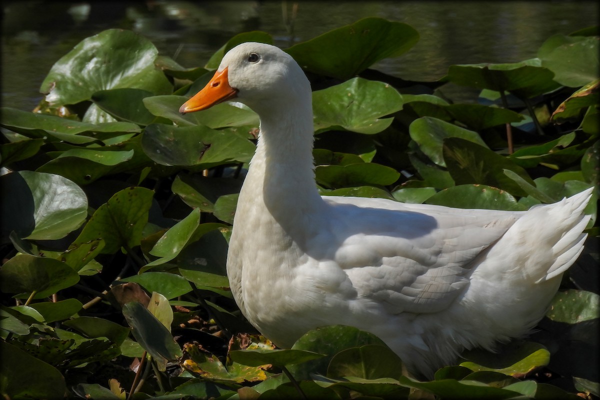 Muscovy Duck (Domestic type) - ML614974733