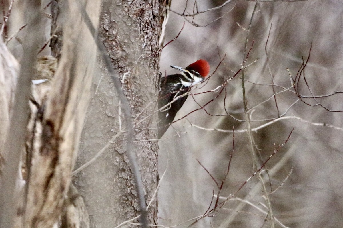 Pileated Woodpecker - ML614974735