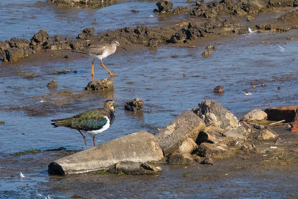 Spotted Redshank - ML614974766