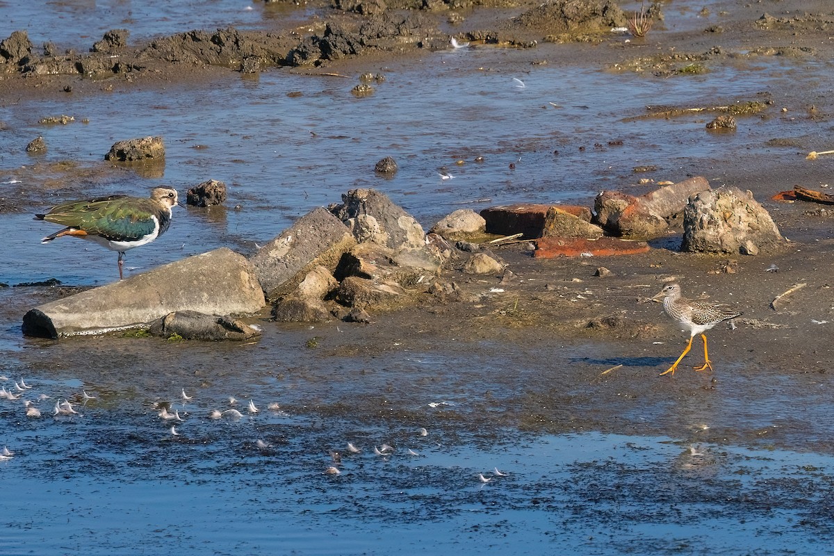 Spotted Redshank - ML614974767