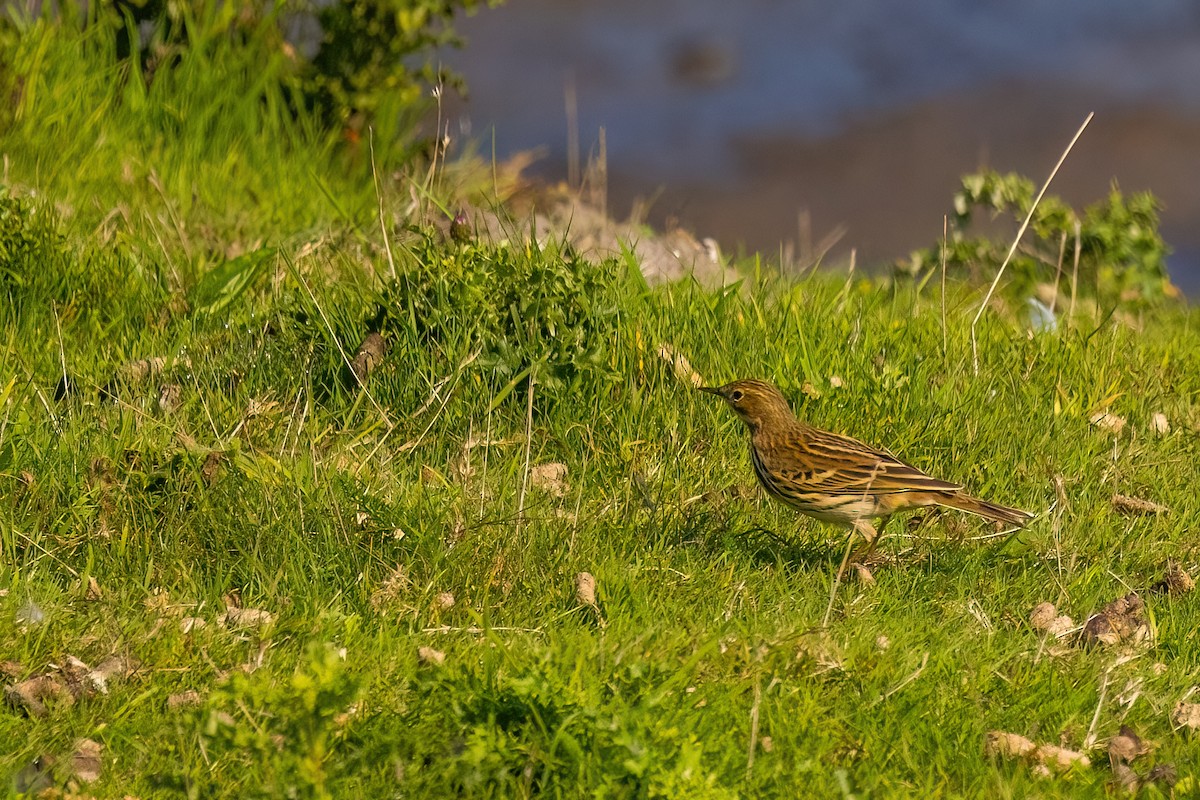 Meadow Pipit - ML614974781