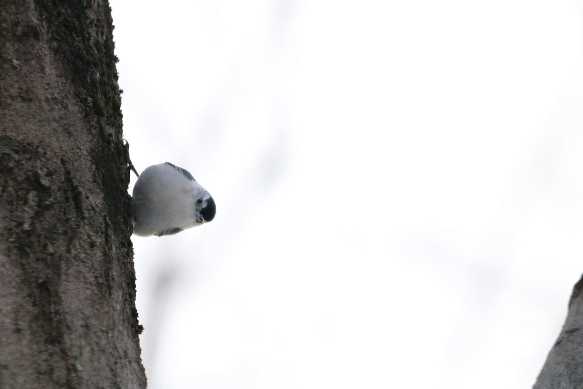 White-breasted Nuthatch - ML614974784