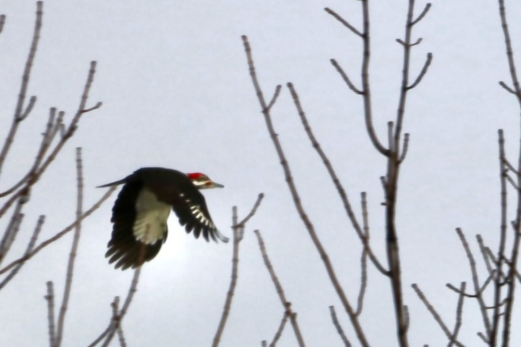 Pileated Woodpecker - ML614974792