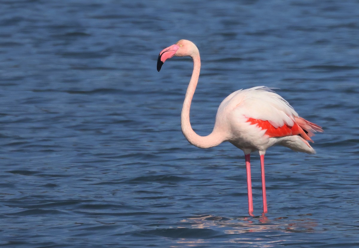Greater Flamingo - ML614974944