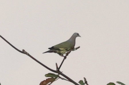 Розовошейный зелёный голубь - ML614975115