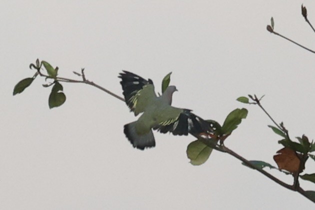 Розовошейный зелёный голубь - ML614975116