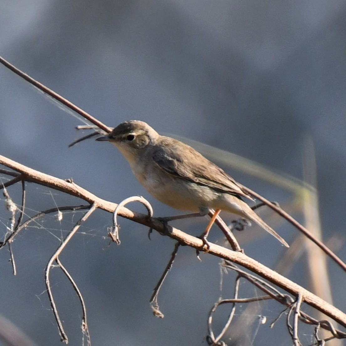 Booted Warbler - ML614975292