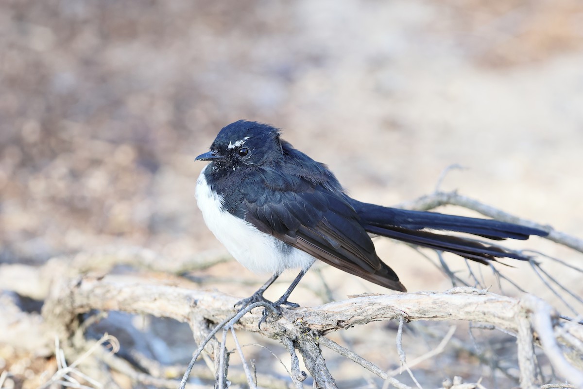 Willie-wagtail - ML614975463