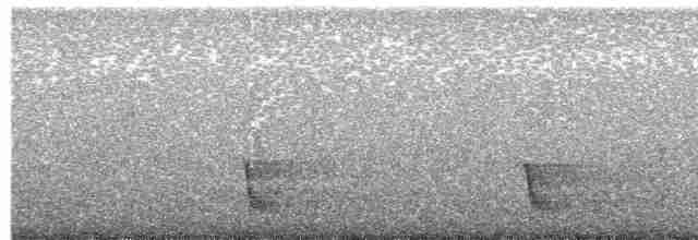 White-eared Honeyeater - ML614975666