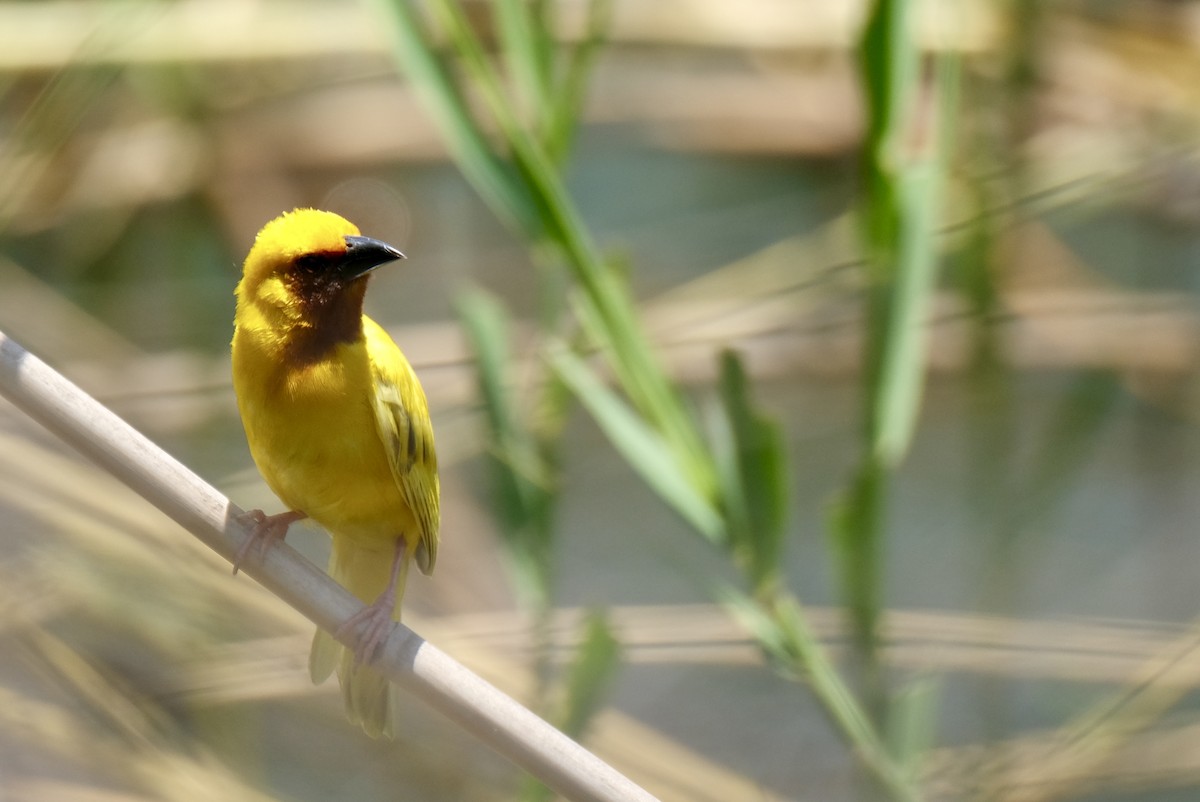 Southern Brown-throated Weaver - ML614975970