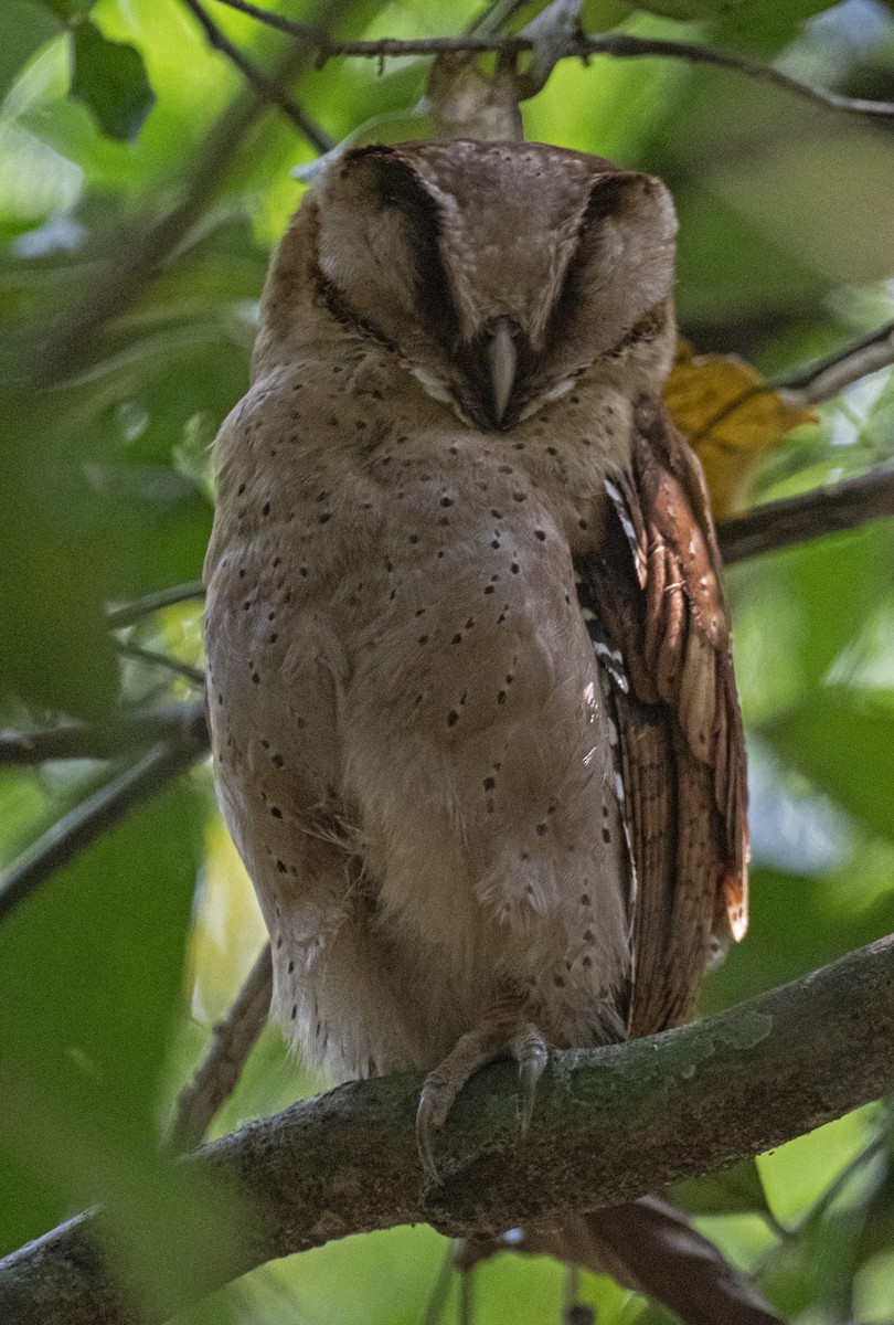 Sri Lanka Bay-Owl - ML614975981