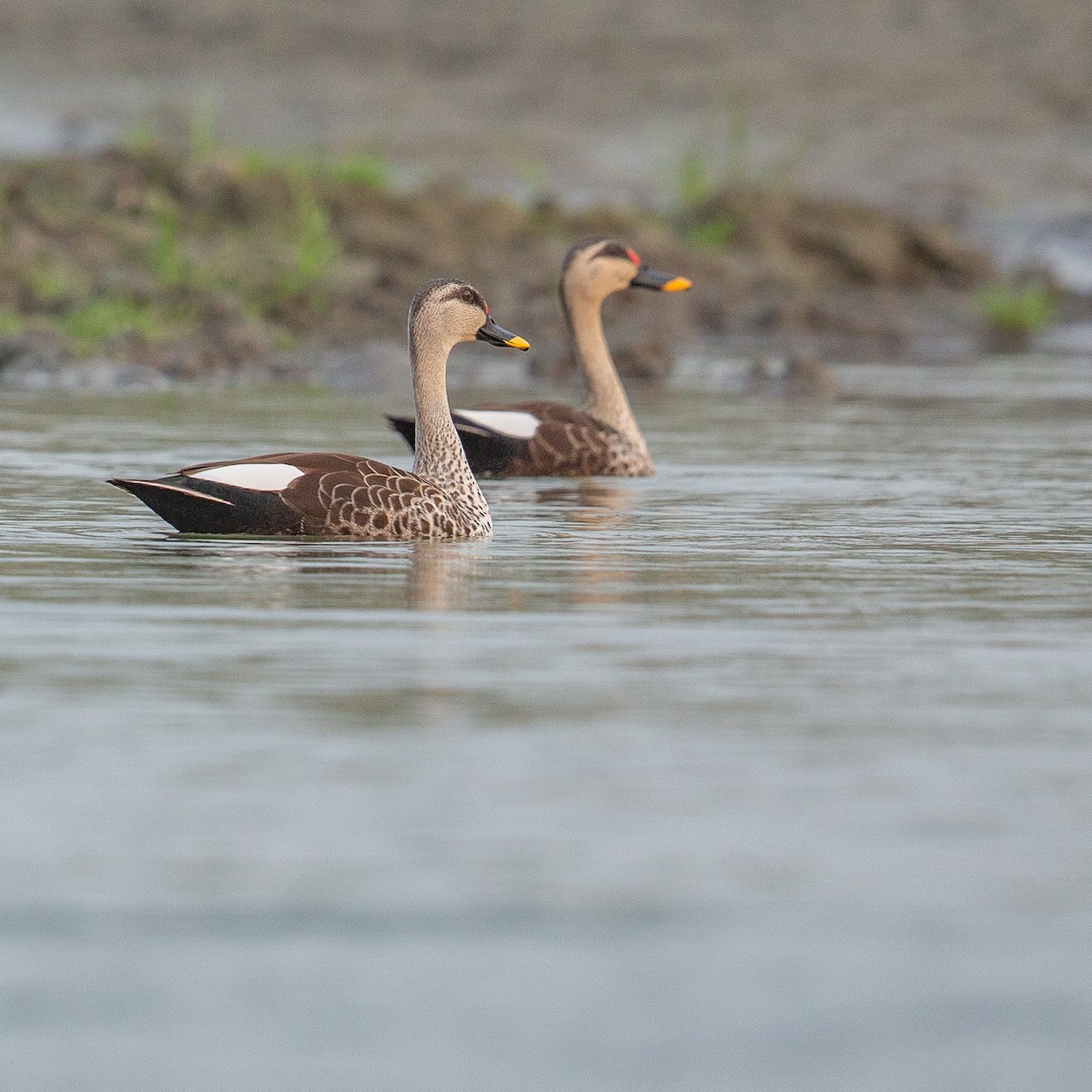 Indian Spot-billed Duck - ML614975998