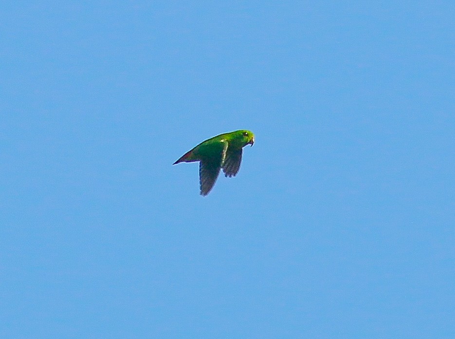 Blue-crowned Hanging-Parrot - Neoh Hor Kee