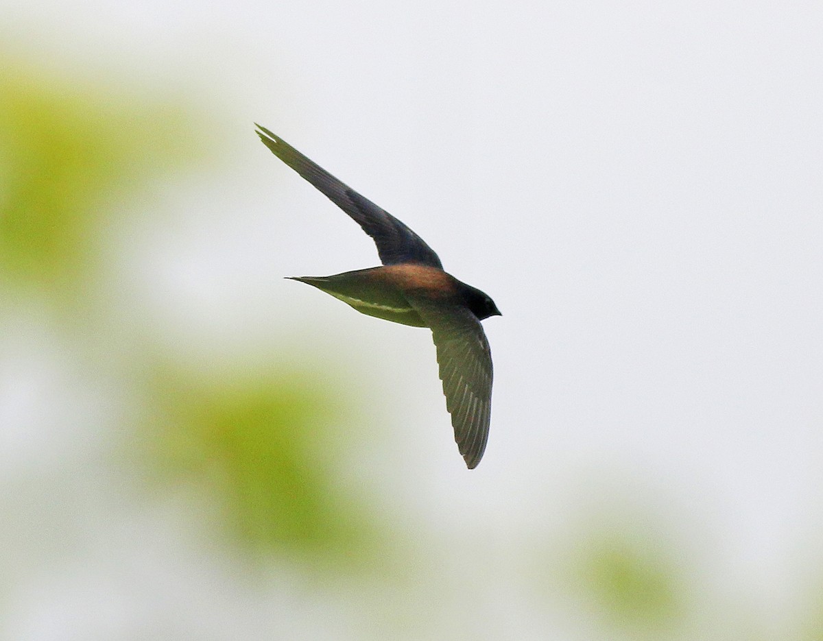 Brown-backed Needletail - ML614976131