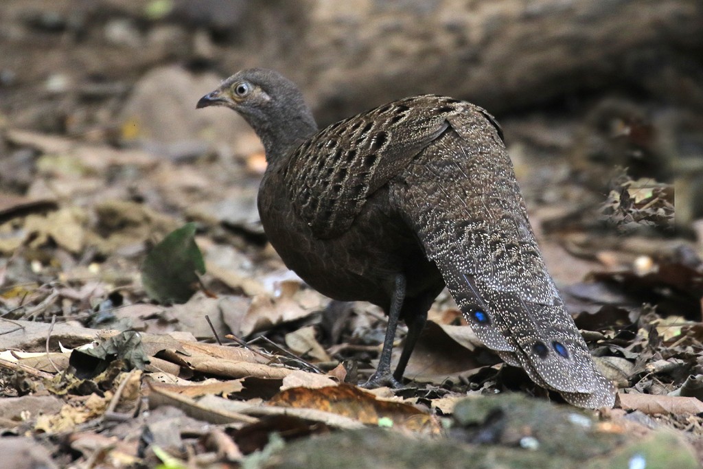 Gray Peacock-Pheasant - Jacques Vanheuverswyn