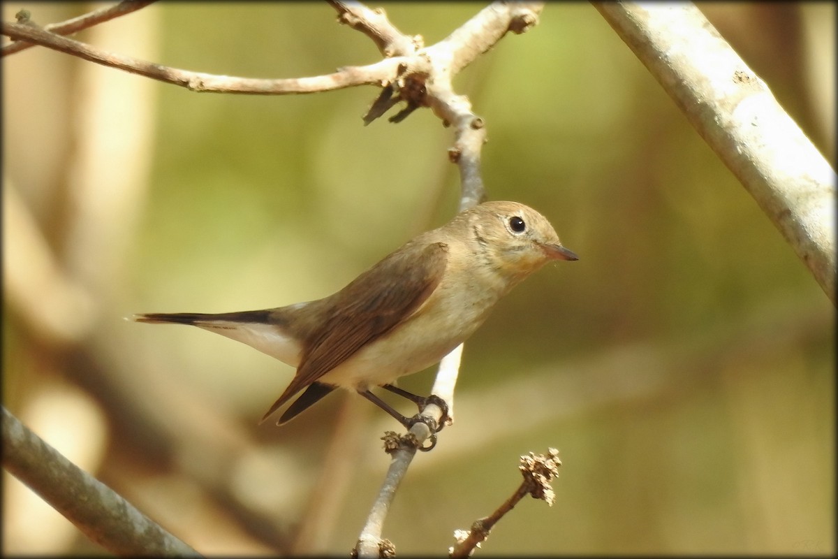 Red-breasted Flycatcher - ML614976193