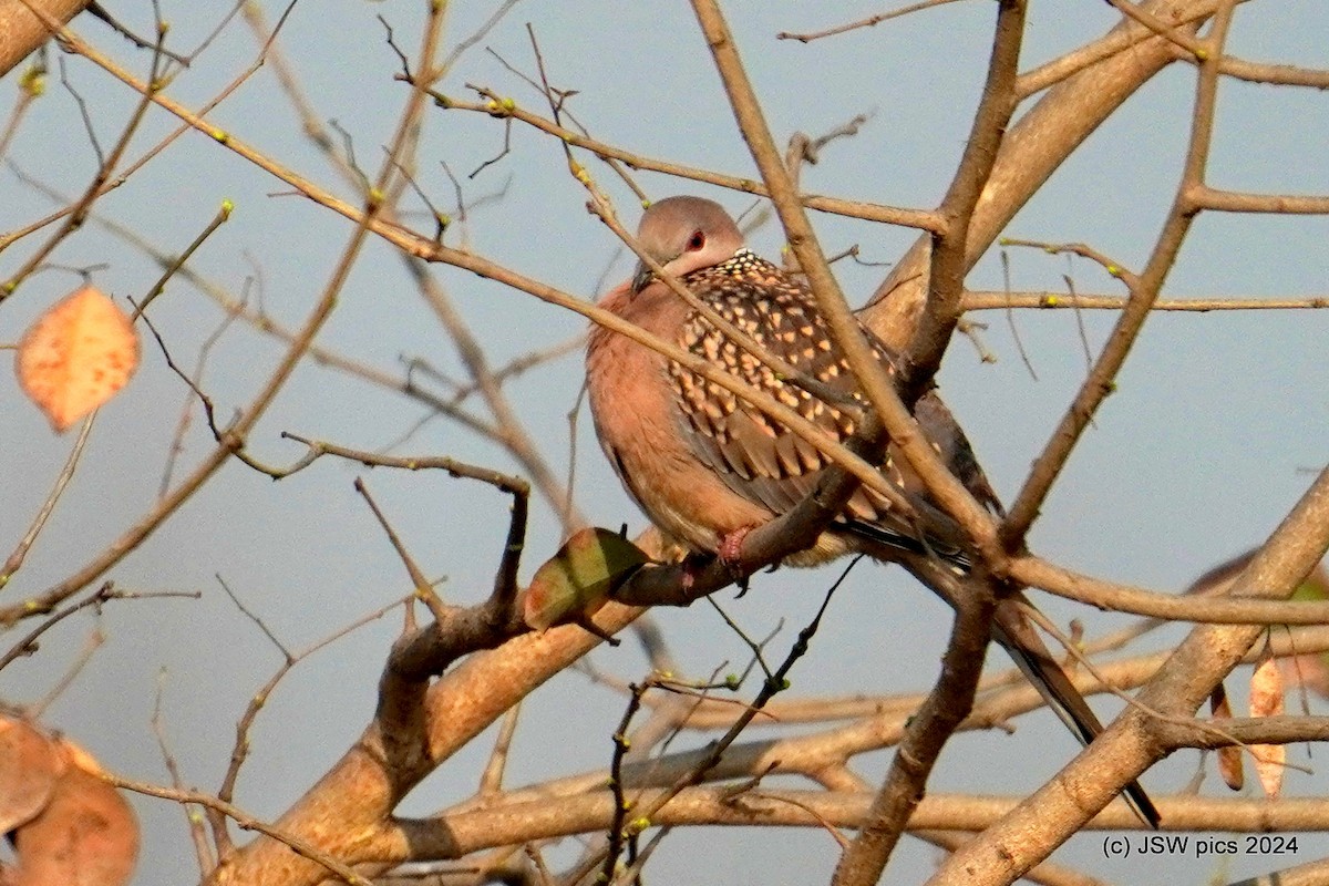 Spotted Dove - ML614976282