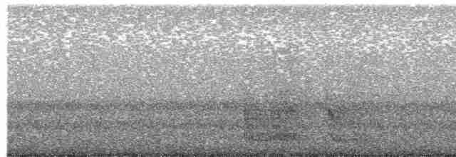 Spotted Bowerbird - ML614976462