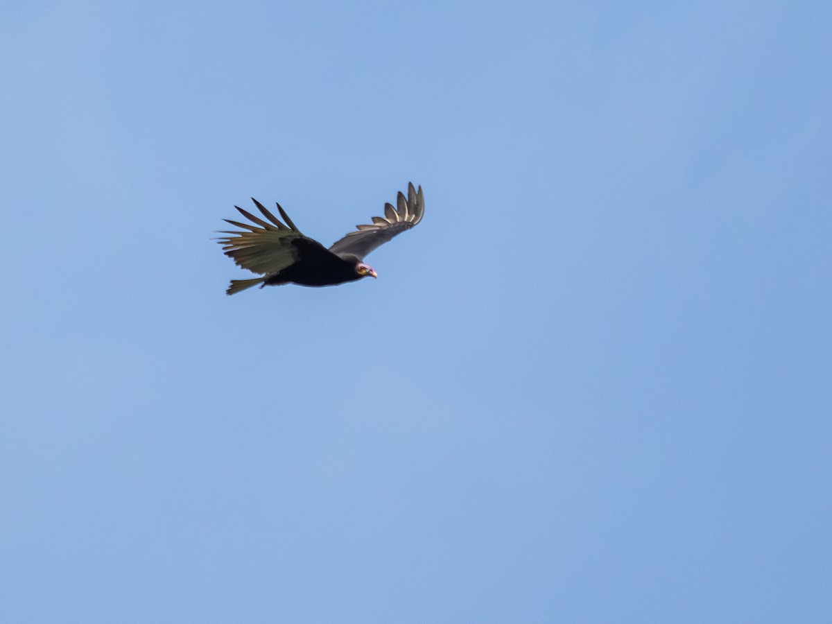 Lesser Yellow-headed Vulture - ML614976475