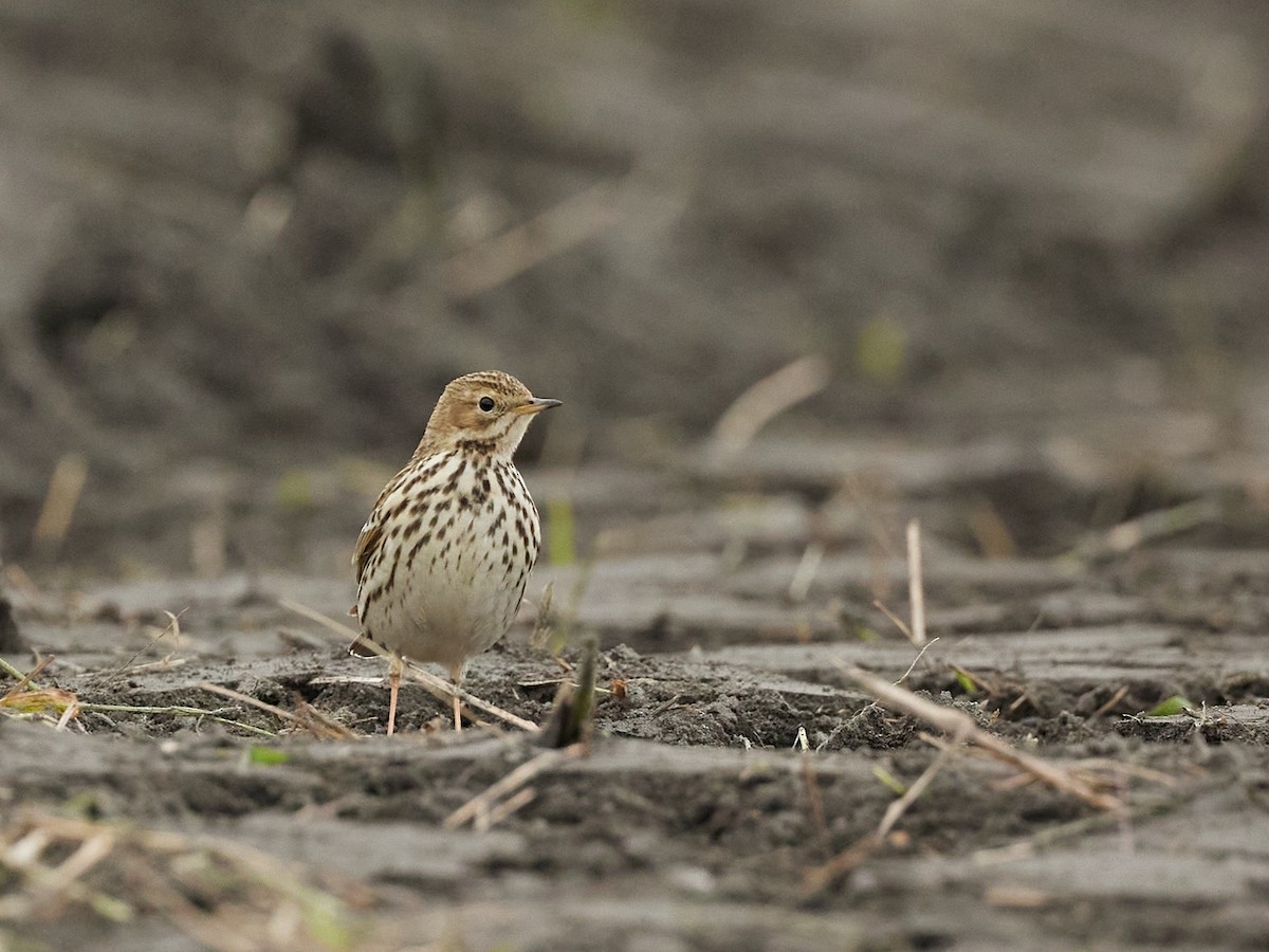 Red-throated Pipit - ML614976482