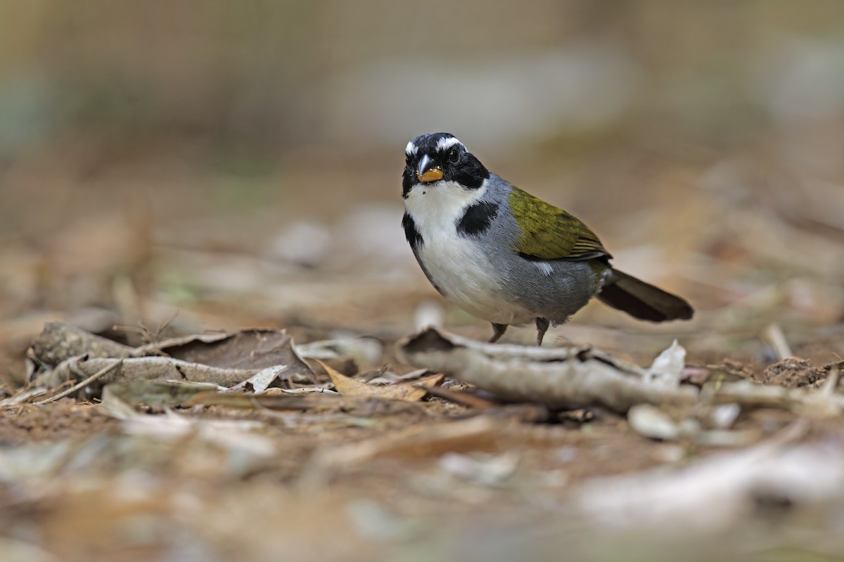 Half-collared Sparrow - ML614976651