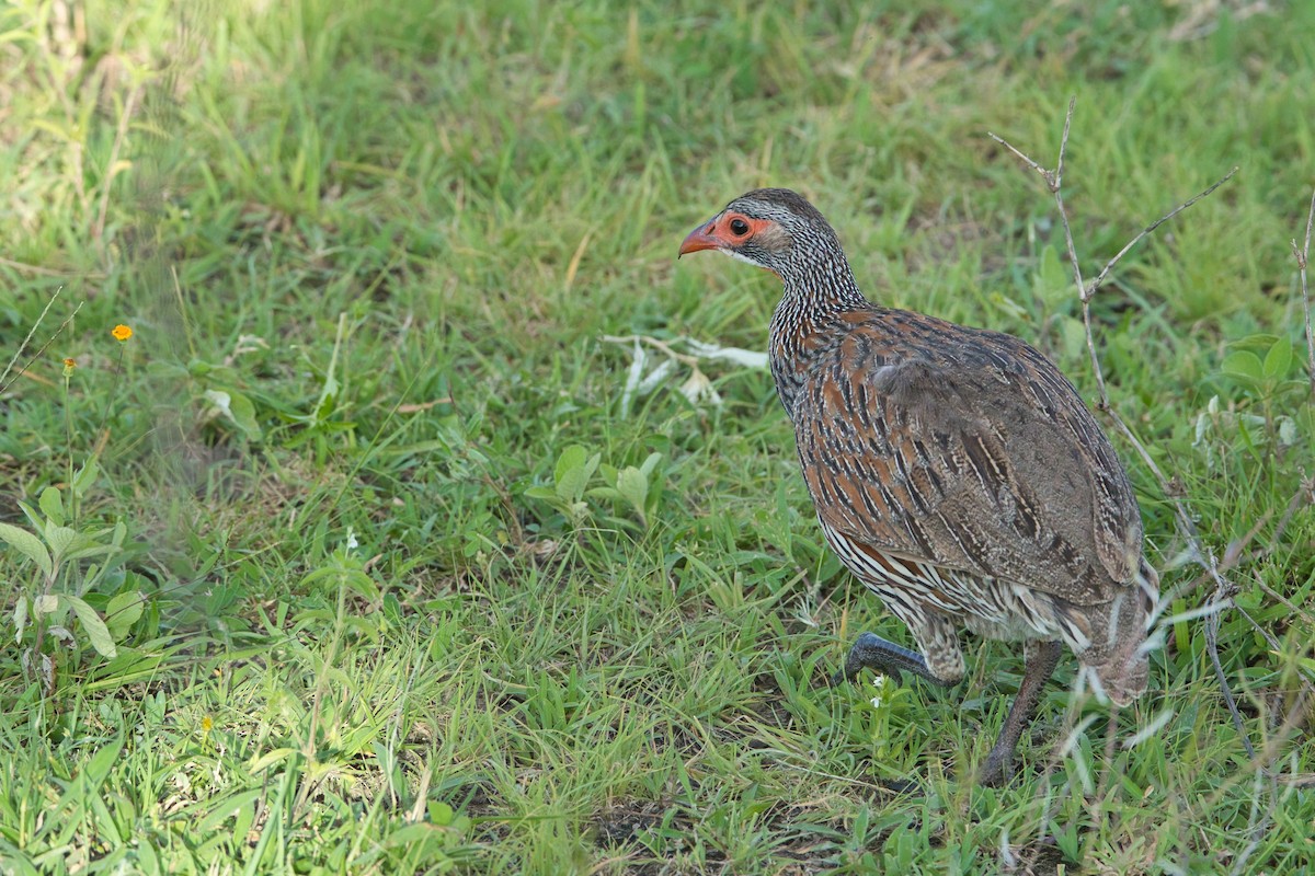 Gray-breasted Spurfowl - ML614976843