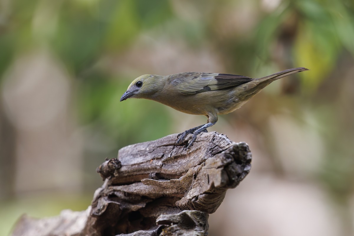 Palm Tanager - ML614976864