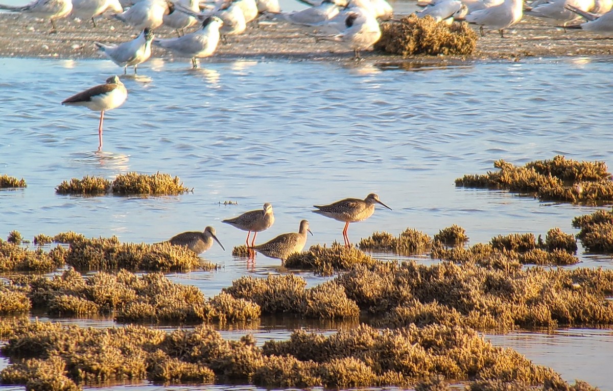 Spotted Redshank - ML614976882