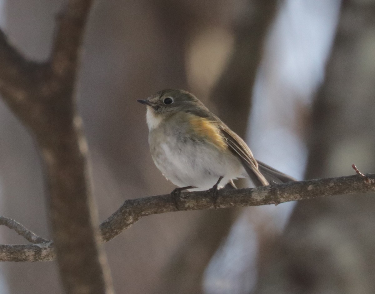 Red-flanked Bluetail - ML614976940