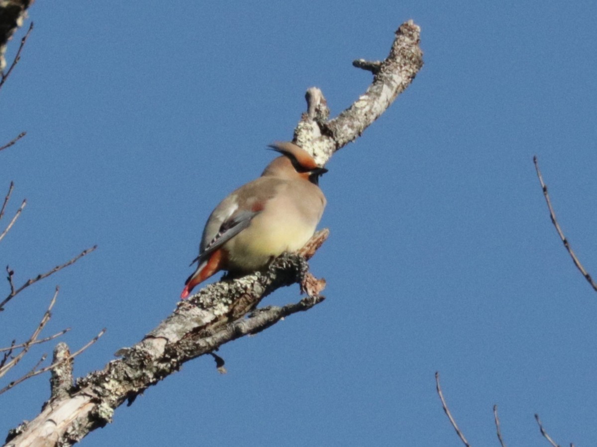 Japanese Waxwing - ML614976958