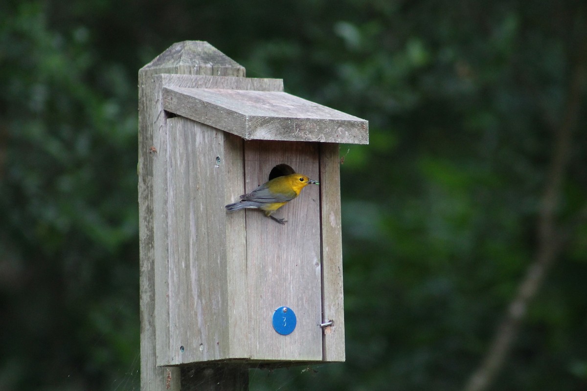Prothonotary Warbler - ML614977205