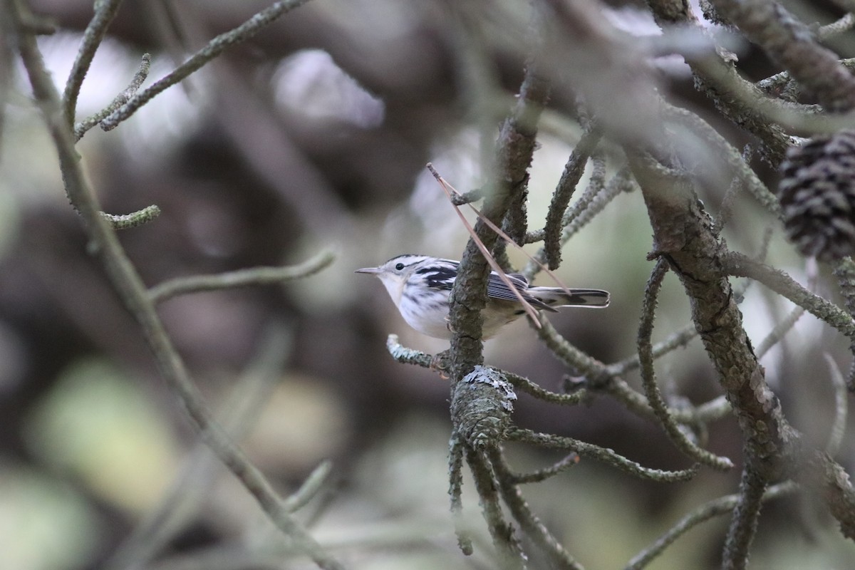 Black-and-white Warbler - ML614977274