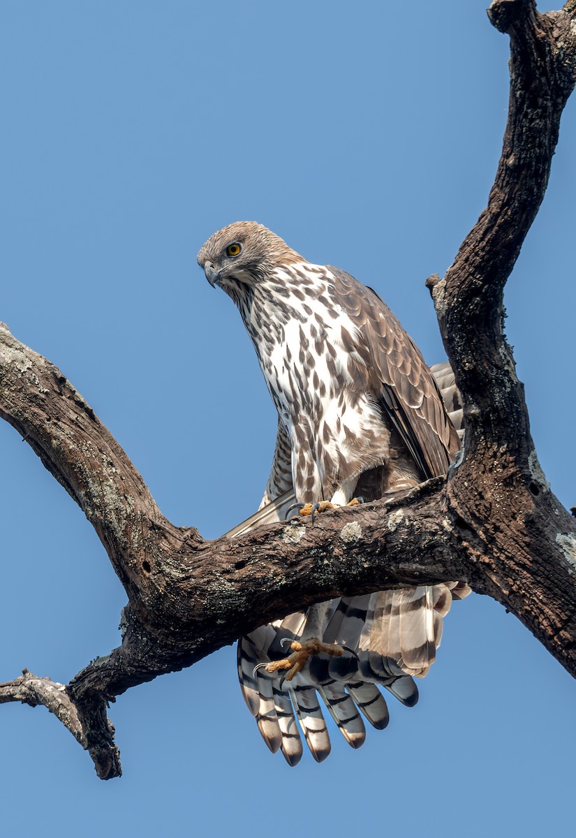 Changeable Hawk-Eagle - Anonymous