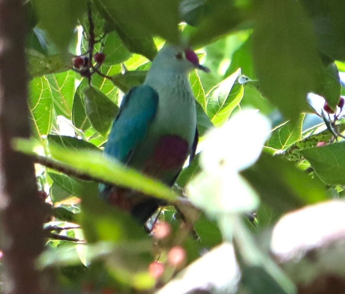 Red-bellied Fruit-Dove - ML614977416