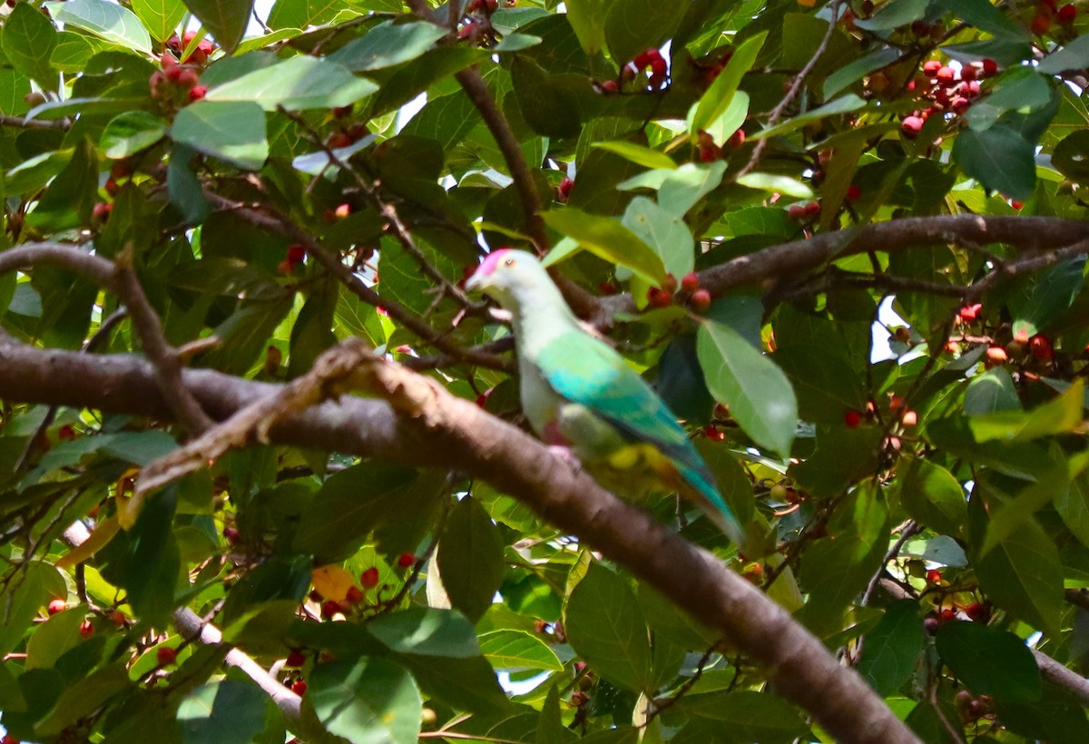 Red-bellied Fruit-Dove - ML614977423