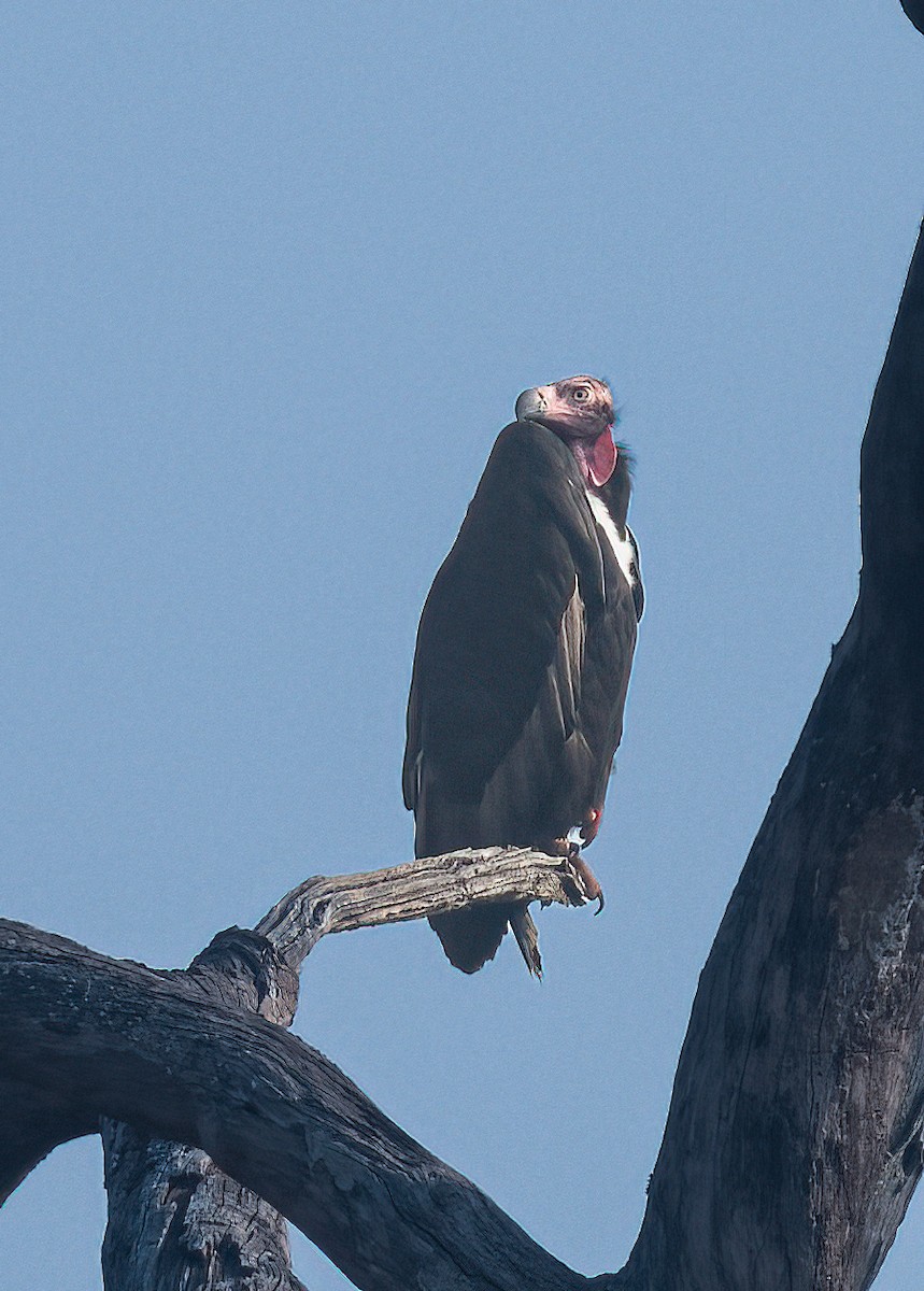 Red-headed Vulture - Anonymous