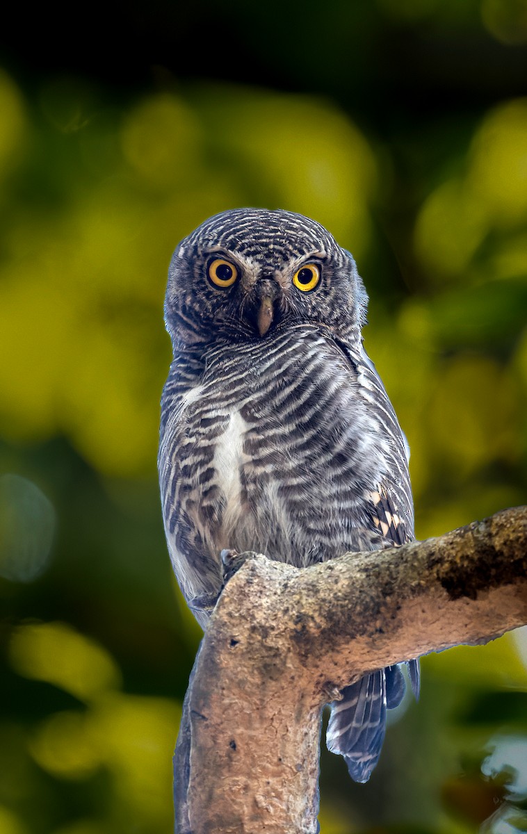 Asian Barred/Jungle Owlet - Anonymous