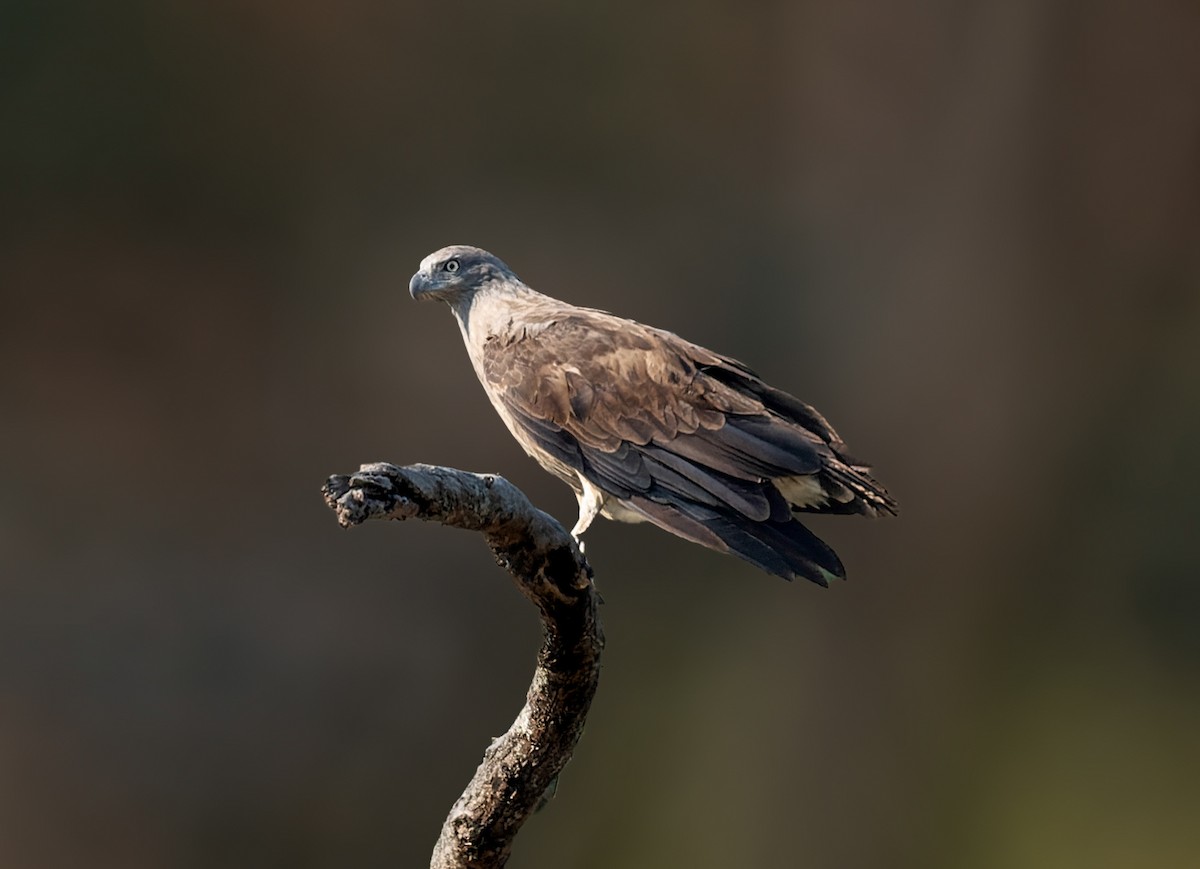 Lesser/Gray-headed Fish-Eagle - Anonymous