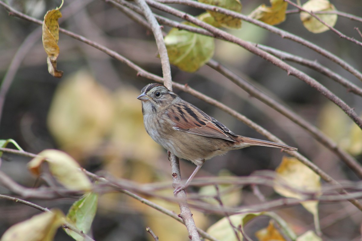 Swamp Sparrow - ML614977504